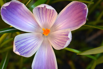 Dutch crocus can be grown in wilder grass areas and is more resistant to being eaten by squirrels It has striped white and violet flowers which form big bowls Its petals have light fringe to the edges
