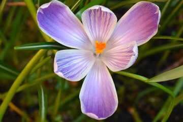 Dutch crocus is an early spring blooming bulb with large yellow white purple to striped or bronze flowers It grows tall in full sun or partial shade planted under trees in rock gardens and flower beds