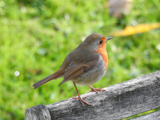 A little bird with an orange belly on the back of the chair