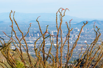Ocotillo Plant Against Downtown Phoenix Background