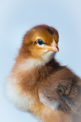 head shot of  newly hatched baby chicken on the farm