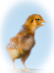 baby chicken calling for parents