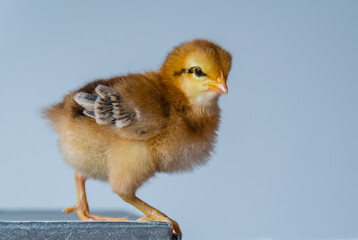 A newly hatched Easter egger chick exploring the new world