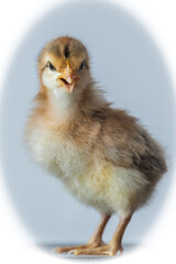 baby chicken calling for parents