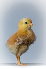 portrait of a pride baby chicken