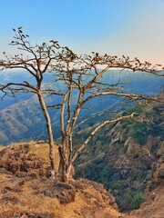 Dry tree without leaves on the edge of the cliff
