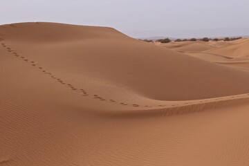 Dunes of Sahara, Morocco, Northern Africa 