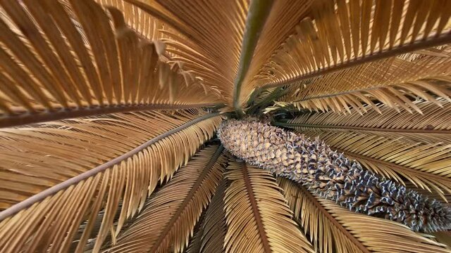 Frozen Sago Palm "Cycas revoluta" or Sotetsu with dried leaves in Texas, after extreme cold. Zoom out shot with flower in center 
