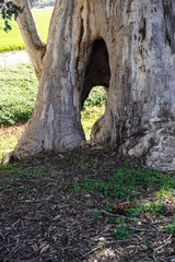 Fototapeta na wymiar tree trunk in the Australian bush with large cavity at the bottom. Goyder Line South Australia.