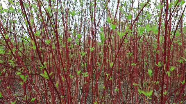 cornus alba branches swaying in the wind in the park, North China