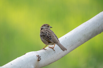 sparrow on a branch