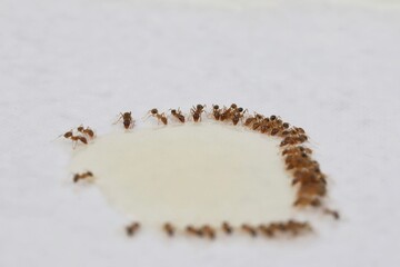 A close up shot of some pest coastal brown ants eating ant bait, Queensland, Australia.