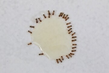 A close up shot of some pest coastal brown ants eating ant bait, Queensland, Australia.