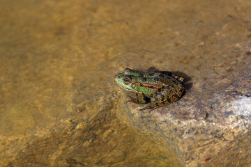 A green marsh frog with blask spots and lines on its skin © catarsan