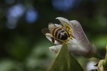 abeja recolectando polen o polinizando una flor blanca de limon o arbol limonero, fondo bokeh
