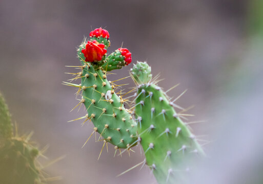 Framboesa Bilder Durchsuchen 779 Archivfotos, und