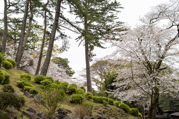ソメイヨシノの風景