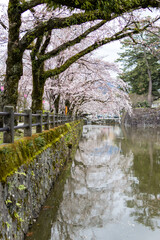 ソメイヨシノの風景