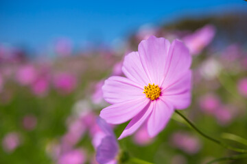 コスモス畑　秋のイメージ