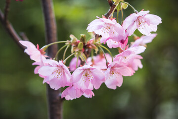 桜の花　春のイメージ