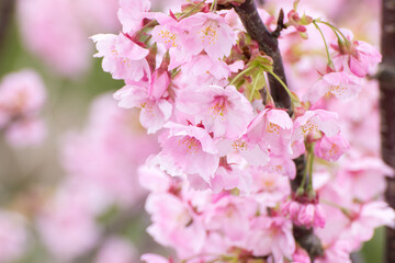 桜の花　春のイメージ