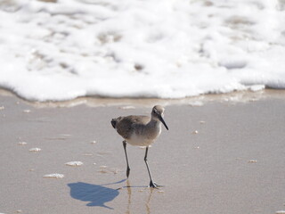 Sebastian inlet in florida in its glory with wildlife