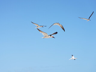 Sebastian inlet in florida in its glory with wildlife