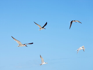 Sebastian inlet in florida in its glory with wildlife
