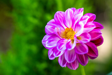 Obraz premium ダリアの花