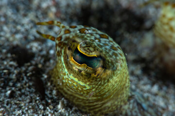 Flatfish Eye Detail Micmicry