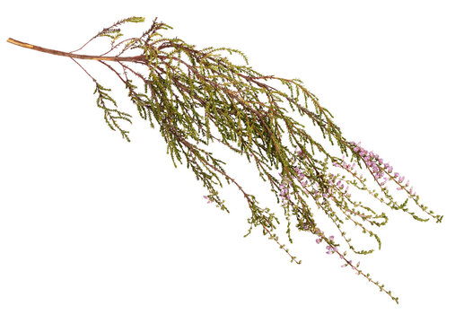 Dry (Dried) Calluna Vulgaris, Common Heather, Ling, or Heather Medicinal Flower Plant. Isolated on White.