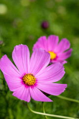 Obraz premium コスモスの花 秋のイメージ