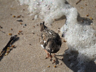 Sebastian inlet in florida in its glory with wildlife