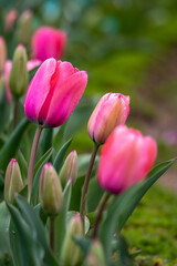 Obraz premium チューリップの花 春のイメージ