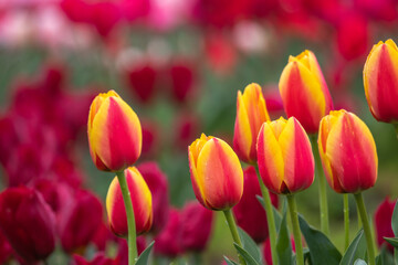 Obraz premium チューリップの花 春のイメージ