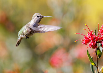 Anna's Hummingbird adult female flying towards food source. Santa Cruz, California, USA.