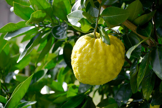 51 Best 鬼柚子 Images Stock Photos Vectors Adobe Stock