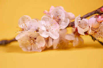 blooming cherry twig on a rich yellow background