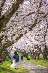 桜のアーチ　春のイメージ