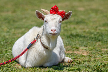 Obraz premium ヤギのポートレート