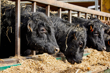 Fototapeta premium Black Angus