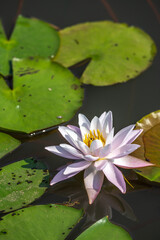 スイレンの花　初夏のイメージ