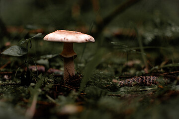 mushrooms in the forest