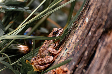 frog on the ground