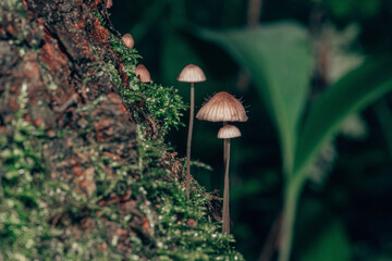 mushroom in the forest