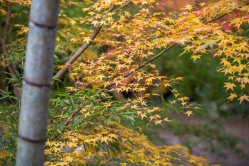 紅葉　秋の和風イメージ