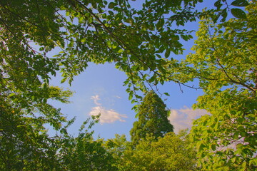木と空