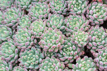 Crassulaceae succulent plant Marcus，Sedeveria Markus