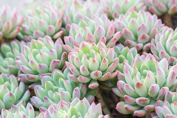 Crassulaceae succulent plant Marcus，Sedeveria Markus