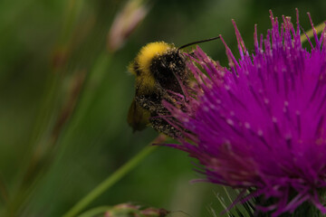 bee on thistle
